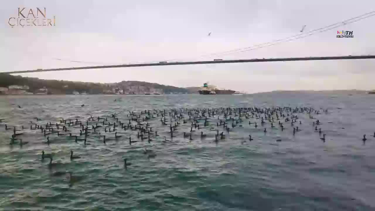 Kan Çiçekleri (Blood Flower) ดอกไม้สีเลือด EP222